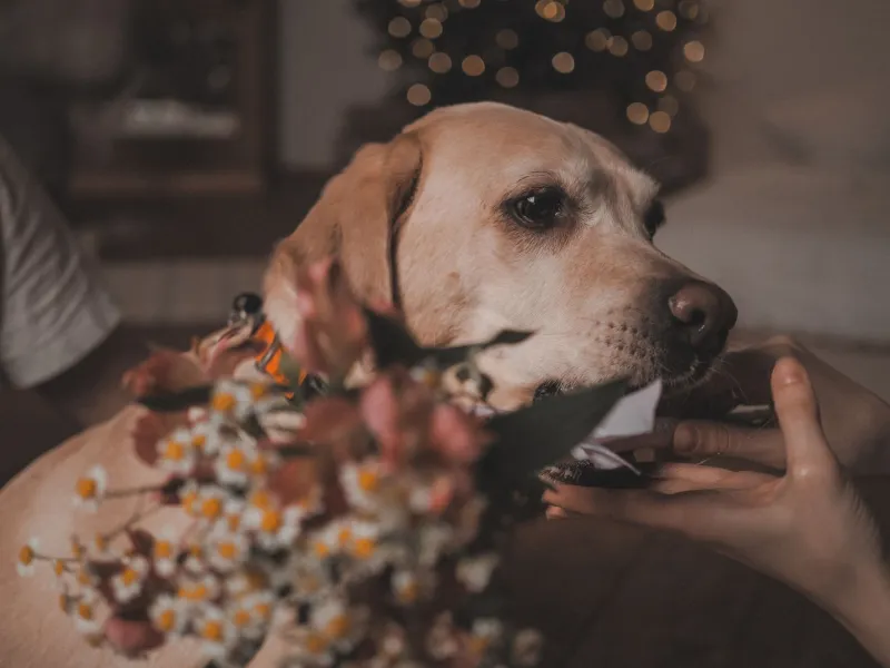 They're Only Here for a Little While: Why Your Dog Deserves a Real Portrait Before It's Too Late